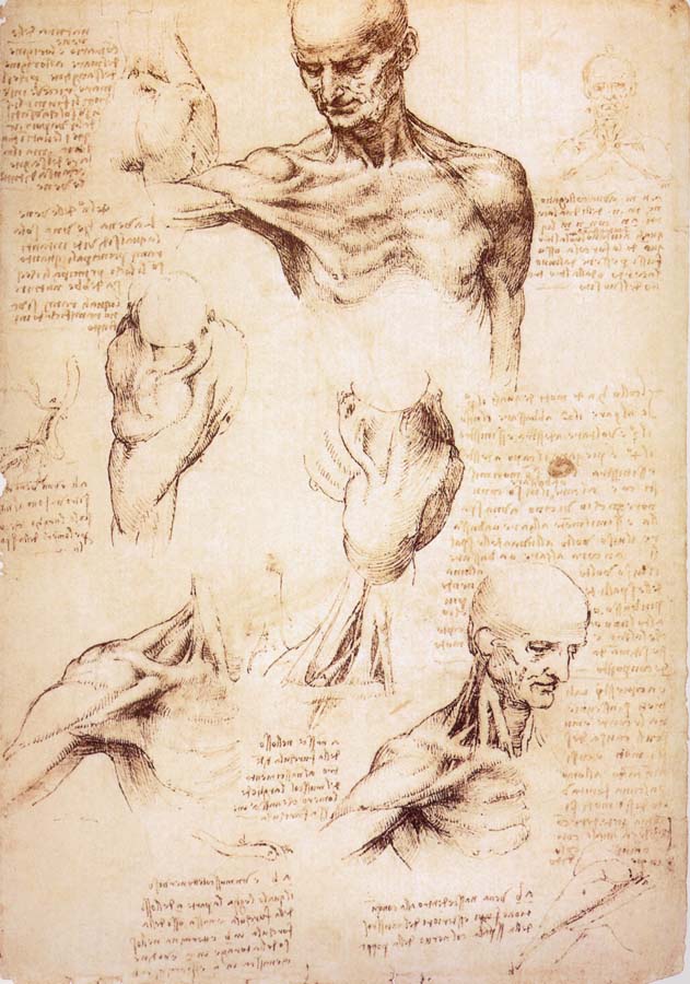 The muscles of Thorax and shoulders in a lebnden person